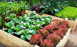 Høye varme senger for en smart hage