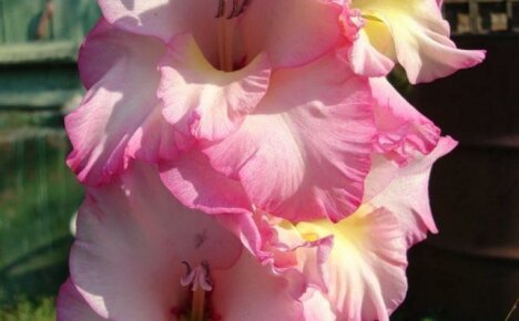 Gladiolus Priscilla - subtilus žavesys dideliuose žiedynuose