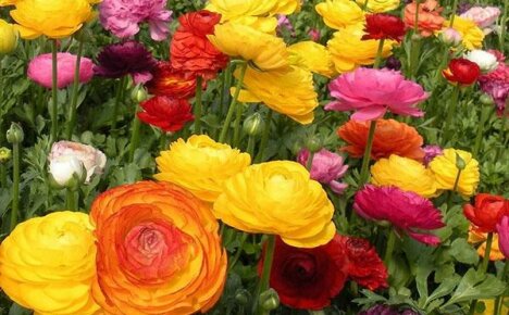 We grow capricious ranunculus - planting and care in the open field
