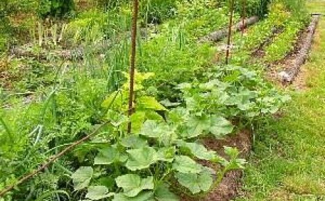 Grönsaksträdgård enligt Kurdyumov - produktivitet och skönhet