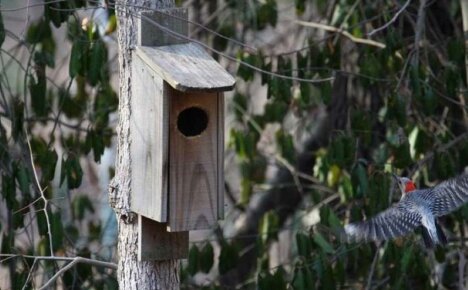 Кой живее в къщички за птици - постоянни и временни жители на къщички за птици