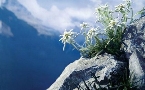 إديلويس - زهرة الحب الجبلية في كوخهم الصيفي
