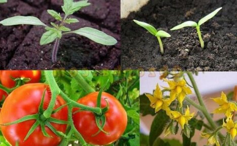 Vegetation of plants - what is it and how it differs from the growing season