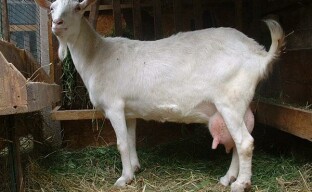 One of the important stages of goat breeding is choosing a milking goat