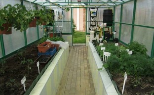 Jak uspořádat střídání plodin ve skleníku