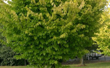 Ist es möglich, einen weitläufigen, schönen Ulmenbaum auf einem persönlichen Grundstück zu pflanzen und zu züchten?