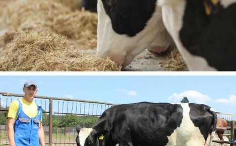 Untersuchung der Symptome und Behandlung von Ketose bei Kühen zur Erhaltung der Herden