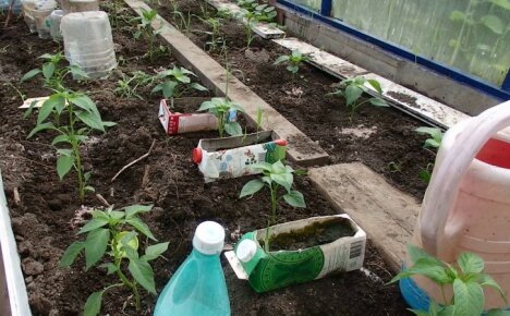 Wie man Paprika in einem Gewächshaus gießt, damit sie gut wachsen und Früchte tragen