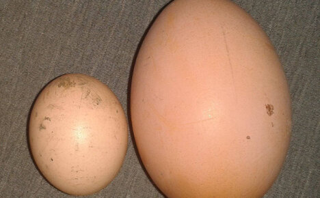 7 redenen waarom kippen kleine eieren leggen en hoe het probleem kan worden opgelost