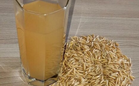 Food that can heal - oat broth, benefits and harms