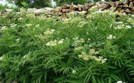 Elderberry herb - unpretentious, beautiful and medicinal weed