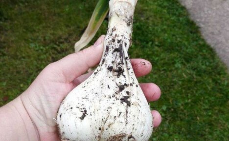 Ceapă aromată de usturoi - Rocambol: beneficii și daune