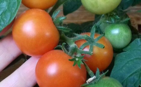 Choose an unpretentious Rotkappchen tomato (Little Red Riding Hood) for your site