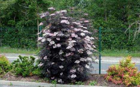 Black Elderberry Black Lace: pelbagai hiasan dan tahan fros untuk taman anda