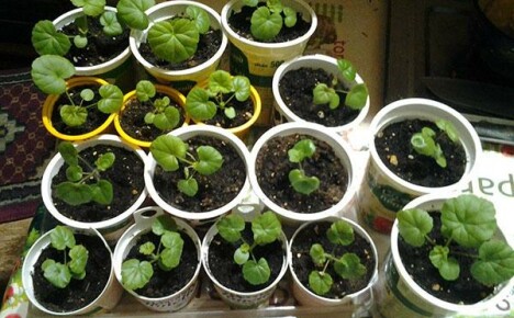 Pelargonium fidanları yetiştiriciliği