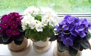 Secrets of growing and flowering violets