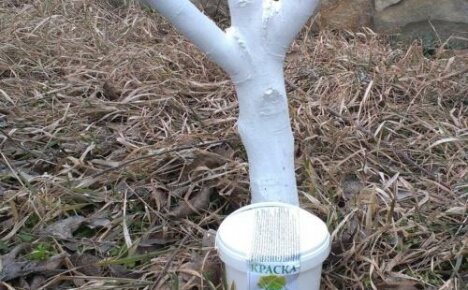 When to whitewash apple trees, from which you can make a solution