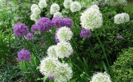 How to propagate allium - we breed blooming balls