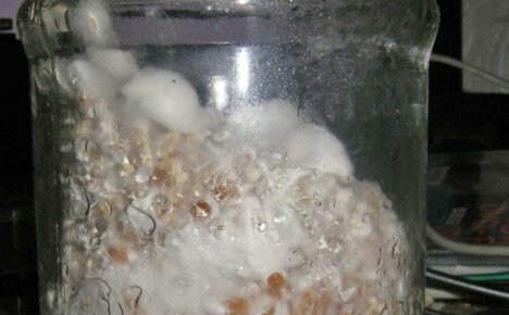 Hoe champignonmycelium thuis te kweken