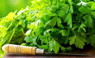 The healing properties of coriander - a treasure of traditional medicine