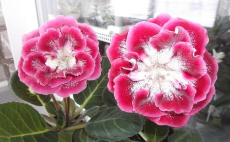 Gloxinia Little Red Riding Hood - description of the variety of one of the most gorgeous plants