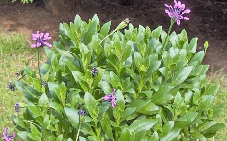 Richtige Kultivierung und Pflege von Osteospermum