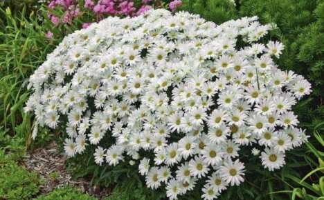 Vườn hoa cúc tuyệt vời nivyanik - trang trí trang web của bạn
