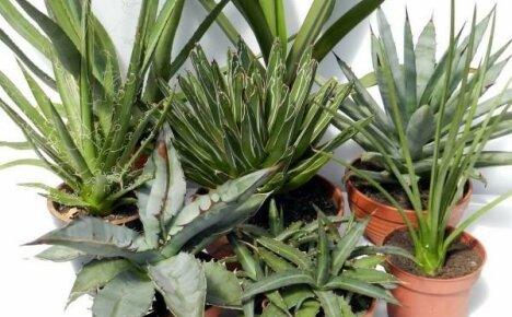 Competent agave care at home is the key to a long life of a succulent