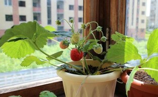 Erdbeeren auf der Fensterbank sind keine Fantasie