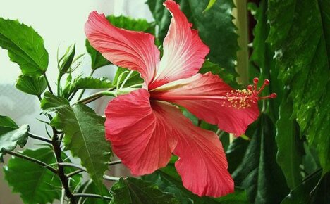 Useful properties of hibiscus - a gourmet Chinese rose
