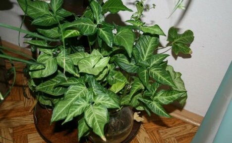 Types of syngonium for home cultivation