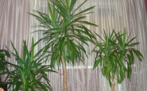 Evde Yucca bakımı, yoğun palmiye yetiştiricileri için iddiasız bir uzun ömürlüdür
