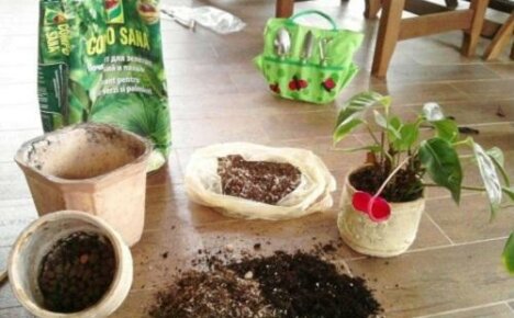 A megfelelő talaj a kulcsa az anthurium egészséges fejlődésének: melyiket válasszuk, és hogyan főzzük magunk