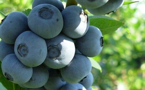 Beskrivning av blåbärssorten Divnaya för att hjälpa flitiga trädgårdsmästare