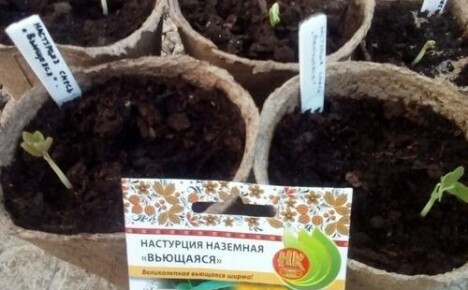 Wir pflanzen Kapuzinerkresse-Setzlinge: wann und wie es nötig ist