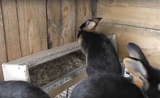 Mangeoire bricolage pour jeunes lapins