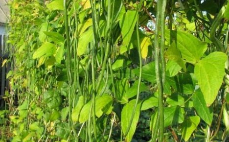 Kako uzgajati povrće od crnog graška - tajne obilne žetve