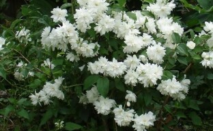 Charming garden jasmine - terry chubushnik