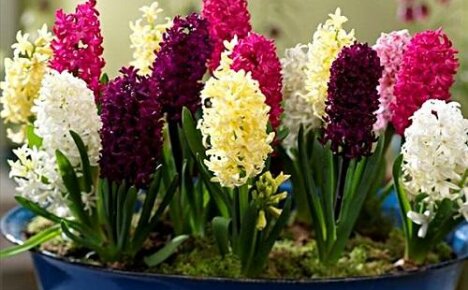 Čo robiť, keď kvitnú hyacinty?