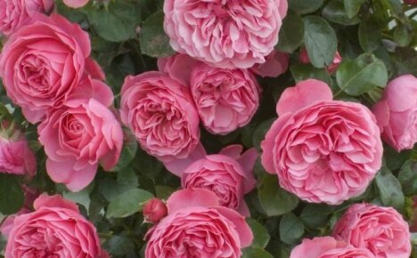 Rosa supergrande e em profusão de flores de Leonardo da Vinci - uma enciclopédia de rosas sobre a melhor variedade de floribunda