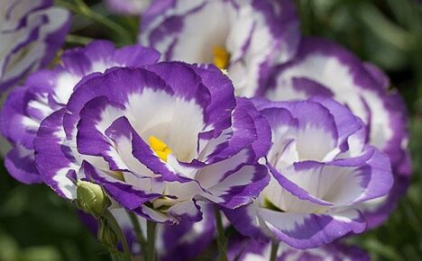 Perennial eustoma: planting and care at home and in the open field