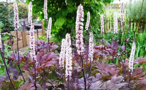 We decorate the garden with slender candles - black cohosh, planting and caring for a perennial