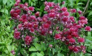 Cultivo de aquilégias no jardim: tudo que você precisa saber para um florista amador