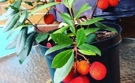 Growing a strawberry tree taking into account the Russian climate