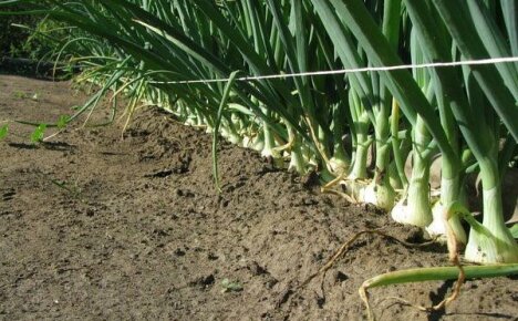 Pěstování cibule pomocí čínské technologie - tajemství bohaté sklizně