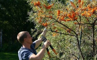 Pruning sea buckthorn becomes a fun activity