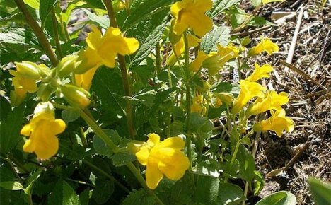 What types of mimulus should be grown in their summer cottage