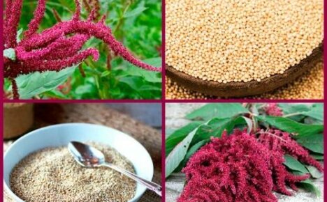 Edible amaranth - delicious beauty in your flower bed