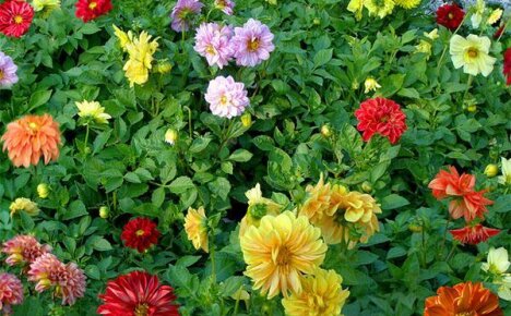 Plant annual dahlias on your flower bed funny guys