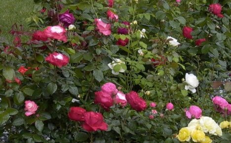 Mit unseren eigenen Händen schaffen wir einen spektakulären Rosengarten auf dem Land